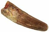 Fossil Spinosaurus Tooth - Real Dinosaur Tooth #329641-1